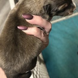 Abe - White and sable male Shetland Sheepdog puppy in Lufkin, Texas from Milady’s Shelties East Texas