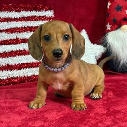 Lyra - Dapple female Dachshund puppy in Lincoln, Arkansas from Red Dirt Dachshunds