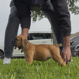 Lex - Fawn Cane Corso puppy in Texas from Robinson Elite Corsos