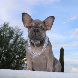 Girl 2 - Blue fawn French Bulldog puppy in Surprise, Arizona from Sophie Marie's Frenchies