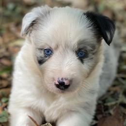Border Collies from Herd That Farms