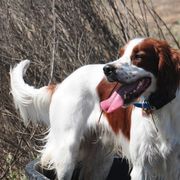 Irish Red and White Setters from Renegade Red & White Setters