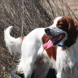 Irish Red and White Setters from Renegade Red & White Setters