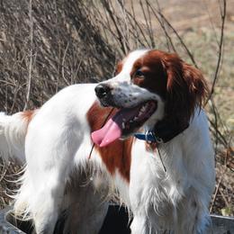 Irish Red and White Setters from Renegade Red & White Setters