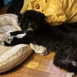 Maltipoo and Poodle All Grown Up from Poodles Are Mixy