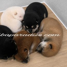 Shiba Inu puppies from Shiba Paradise