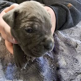 Boy 4 - Gray male Cane Corso puppy in Dunnellon, Florida from Touch of Spice Kennels