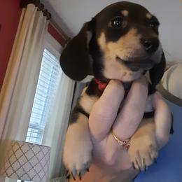 Dachshund Puppies from Long Dogs Yellow Farm