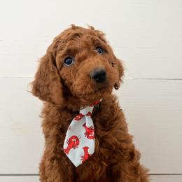 Goldendoodle Puppies from Em & El Doodles