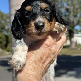 Dachshund puppies from DeJohn