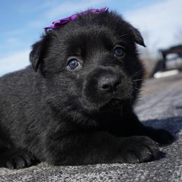 Destiny - Black female German Shepherd puppy in Muldrow, Oklahoma from Reizarf Kennels