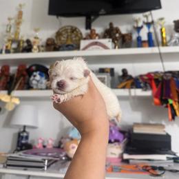Pearl - White female Pomeranian puppy in Las Vegas, Nevada from Ice City Pomeranians