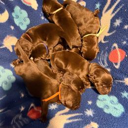 Girl 2 - female Labrador Retriever puppy in Six Mile, South Carolina from AimPowers Retrievers