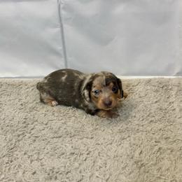 Speckles - Dapple female Dachshund puppy in Nederland, Louisiana from M & M Pups