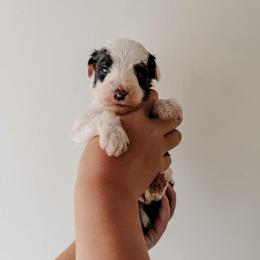 Robbie - Black and white male Sheepadoodle puppy in Wabash, Indiana from DOODCompany
