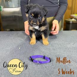 Muffin (purple) - Black tri-color female Australian Shepherd puppy in Falmouth, Kentucky from Queen City Farm