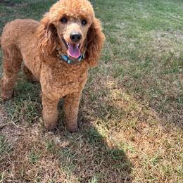 Girl 1 - female Poodle puppy in Arroyo Grande, California from Ever So Clever Poodles
