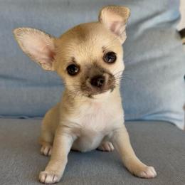 Marv - Fawn male Chihuahua puppy in Spring Hill, Florida from Stardom Chihuahuas & CKCS