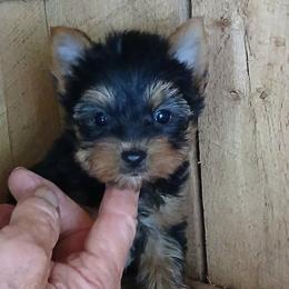 Boy 2 - Black and gold male Yorkshire Terrier puppy in Jamestown, Tennessee from Green Ridge