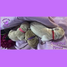 Third Pick Yellow Female - Yellow female Labrador Retriever puppy in Greater Houston Area, Texas from Coram Deo Retrievers