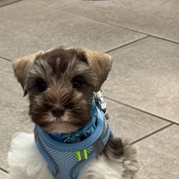 Milo - Parti male Miniature Schnauzer puppy in Kissimmee, Florida from Koki’s Paws Legacy