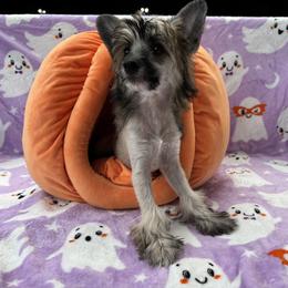 Pudge x Sunday Male 1 - Black white and tan male Chinese Crested puppy in Ocala, Florida from Jumping Jacks Russells