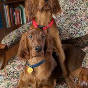 Irish Setters from Seafarer