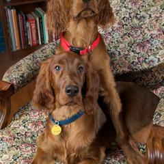 Irish Setters from Seafarer