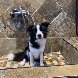 Opal - Border Collie