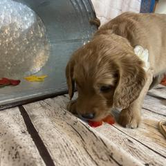 Double Doodle Puppies from North Texas Golden Mountain Doodles