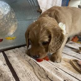 Double Doodle Puppies from North Texas Golden Mountain Doodles