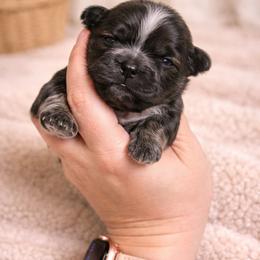 Karter Kouture - Black and white male Shih Tzu puppy in Trinity, North Carolina from Trinity Shih Tzu