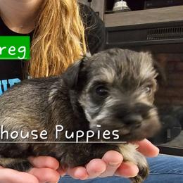 Greg - Salt and pepper male Miniature Schnauzer puppy in Lebanon, Missouri from Playhouse Puppies