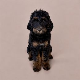 Louise - Phantom female Goldendoodle puppy in Glendale, Arizona from CocoLove Doodles