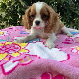 Cavalier King Charles Spaniel Puppies from Purple Moon Cavaliers