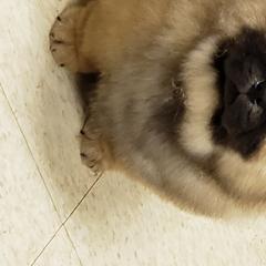 Chow Chow from VIP Chows