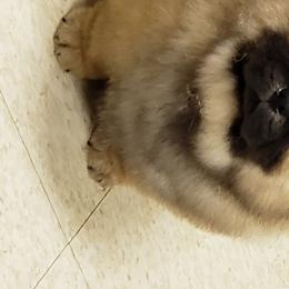 Chow Chow from VIP Chows