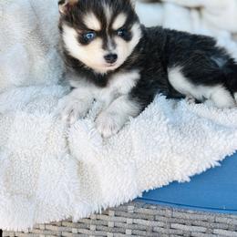 Girl 1 - Blue female Pomsky puppy in Yavapai County, Arizona from Pawsh Pomskies