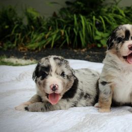 Australian Shepherd Puppies from Tru Blu Aussies