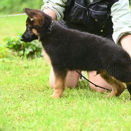German Shepherd Puppies from Riverline Shepherds