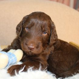 Orange collar - Chocolate male Labradoodle puppy in Grants Pass, Oregon from Oregon Valley Pups