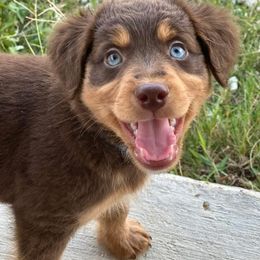 Sarge - Red tri-color male Aussiedoodle puppy in Seguin, Texas from Navarro Royal Pups
