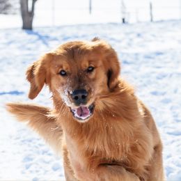 Golden Retrievers from Cynthia's Golden Retrievers