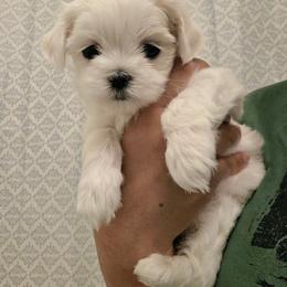 Female 3 - White and lemon female Maltese puppy in Fresno, California from Soua's Pups