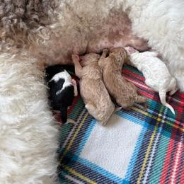 Sunflower - Red  male Poodle puppy in Peyton, Colorado from Fuzzybottoms Ranch LLC