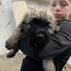 Bouvier des Flandres Puppies from SLR Kennels