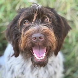 Penny - Wirehaired Pointing Griffon