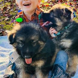 German Shepherd and Miniature American Shepherd Puppies from Bouchard’s Best Shepherds
