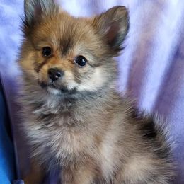 Pomeranians from Dixon-Jones Pomeranians