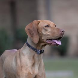 Misty - Vizsla